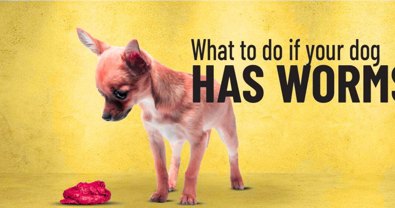 What's the Best Dewormer for Puppies 2 Untitled design 2025 11 22T162142.056