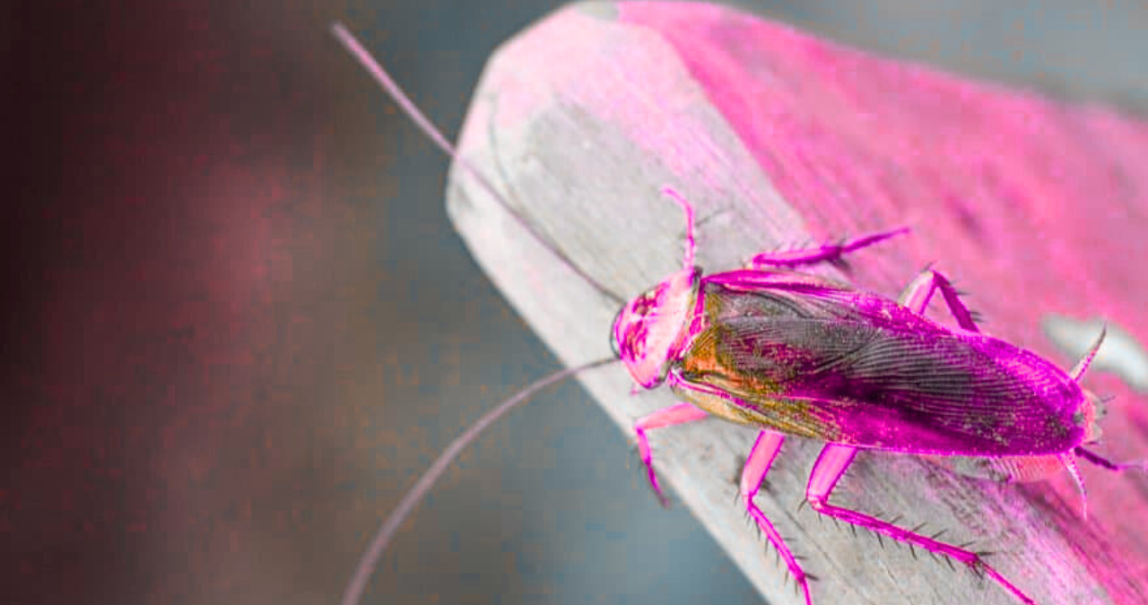 Can Cockroaches Live In Your Virginia 2 Untitled design 2025 11 25T115241.799