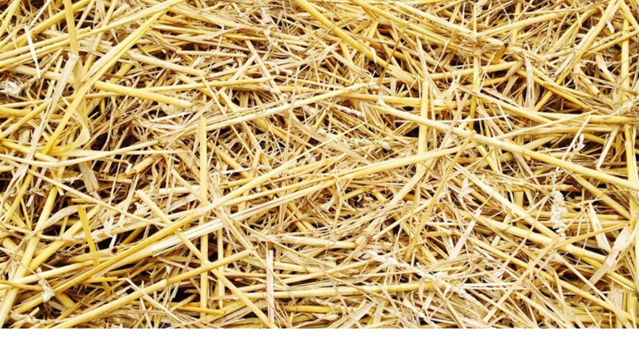 Hay And Grass Seed 2 Untitled design 2025 12 06T170906.405